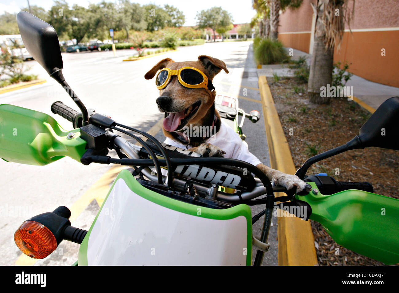 16. September 2010 - St. Petersburg, FL, USA - MELISSA LYTTLE |   Times.SP 328355 LYTT DOGBIKE 1 (16. September 2010 ST. PETERSBURG, Florida) Chibi Williams, ein 8 Jahre alten Jack Russell-Beagle Mix Sport ihr Doggles während hängen auf dem Motorrad für ihre Besitzer David Williams Redington Shores, die Stockfoto