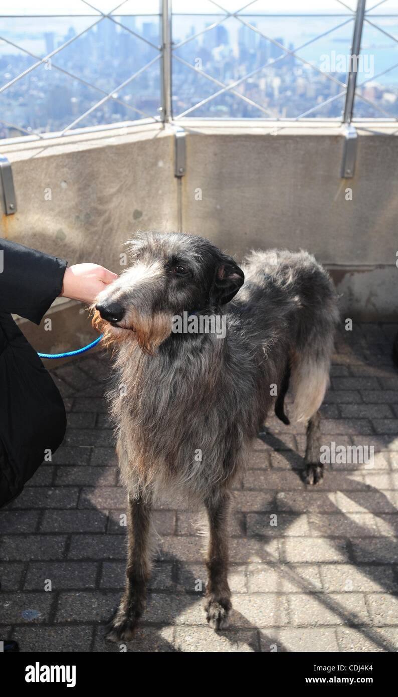 16. Februar 2011 - besucht Manhattan, New York, USA - zu Ehren der Westminster Kennel Club 135. jährliche All-Rasse Hundeausstellung, 2011 Best in Show Gewinner, HICKORY, einem Scottish Deerhound, das Empire State Building 86. Stock Observatorium. (Bild Kredit: Bryan Smith/ZUMAPRESS.com ©) Stockfoto