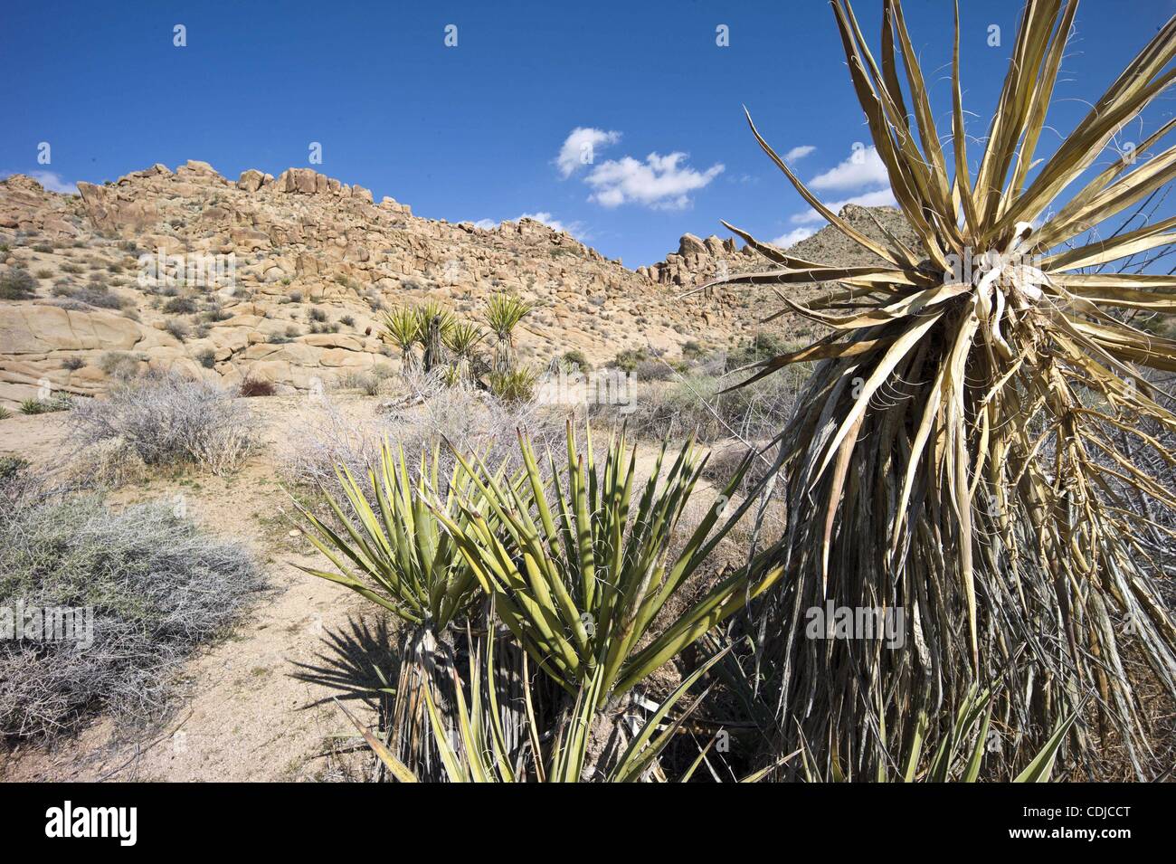 23. Februar 2011 - wächst Joshua Tree Nationalpark, Kalifornien, USA - Mojave Yucca (Yucca Schidigera), auch bekannt als Spanisch Dolch neben dem Naturlehrpfad verloren-Palmen-Oase in der Wüste Sonora (Colorado) in der Nähe von Cottonwood Springs. (Kredit-Bild: © Jakob Michael Berr/ZUMAPRESS.com) Stockfoto