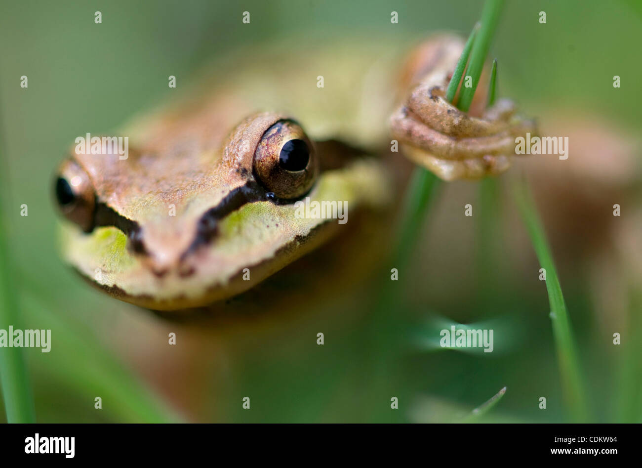 26. März 2011 - Oakland, Oregon, USA - klettert eine ein-Zoll-lange Pacific Laubfrosch Gras in der Nähe von einem Teich auf einem ländlichen Bauernhof in der Nähe von Oakland. Pazifische Laubfrösche, die auch bekannt als Pacific Chor Frösche sind, sind die häufigste Frosch an der Westküste von Nordamerika. (Kredit-Bild: © Robin Loznak/ZUMAPRES Stockfoto