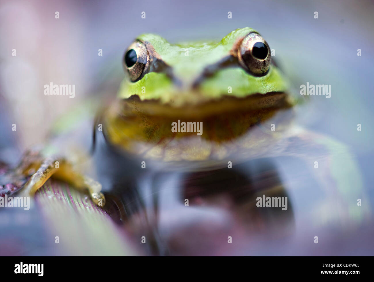 26. März 2011 - Oakland, Oregon, USA - schwimmt eine ein-Zoll-lange Pacific Laubfrosch in einem Teich auf einem ländlichen Bauernhof in der Nähe von Oakland.  Pazifische Laubfrösche, die auch bekannt als Pacific Chor Frösche sind, sind die häufigste Frosch an der Westküste von Nordamerika. (Bild Kredit: Robin Loznak/ZUMAPRESS.com ©) Stockfoto
