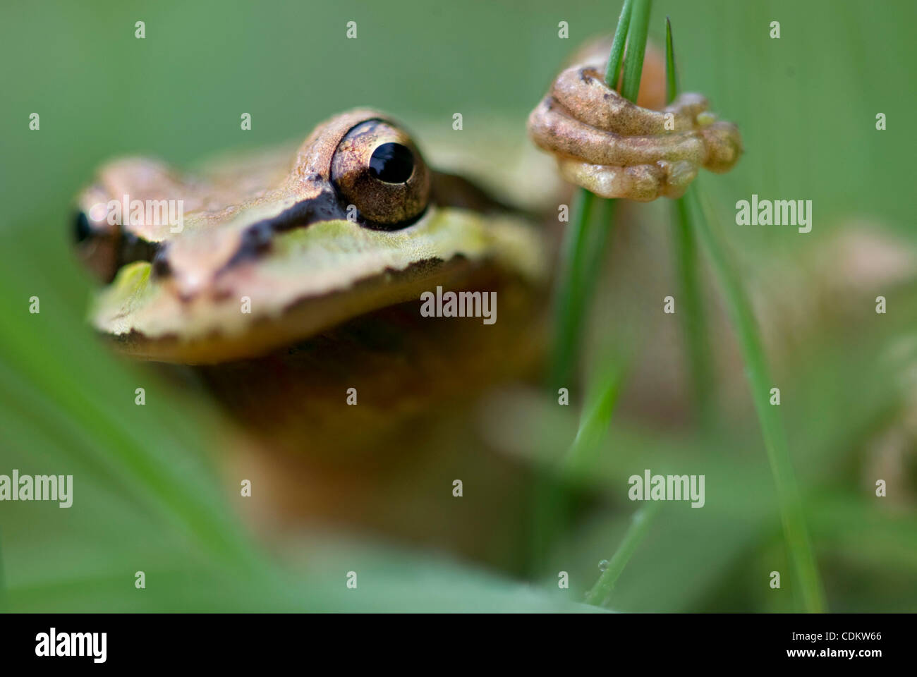 26. März 2011 - Oakland, Oregon, USA - klettert eine ein-Zoll-lange Pacific Laubfrosch Gras in der Nähe von einem Teich auf einem ländlichen Bauernhof in der Nähe von Oakland. Pazifische Laubfrösche, die auch bekannt als Pacific Chor Frösche sind, sind die häufigste Frosch an der Westküste von Nordamerika. (Kredit-Bild: © Robin Loznak/ZUMAPRES Stockfoto