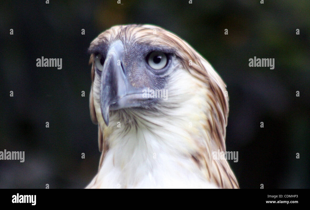 9. April 2011 gefährdet - Davao, Philippinen - Scout Binay, ein siebenjähriges Philippine Eagle (aka Philippinische Affen essen Adler) benannt nach philippinischen Vizepräsident Jejomar Binay, in den Wald-Erhalt der Philippine Eagle Foundation in der südlichen Stadt Davao. Die Stiftung-Zucht Stockfoto