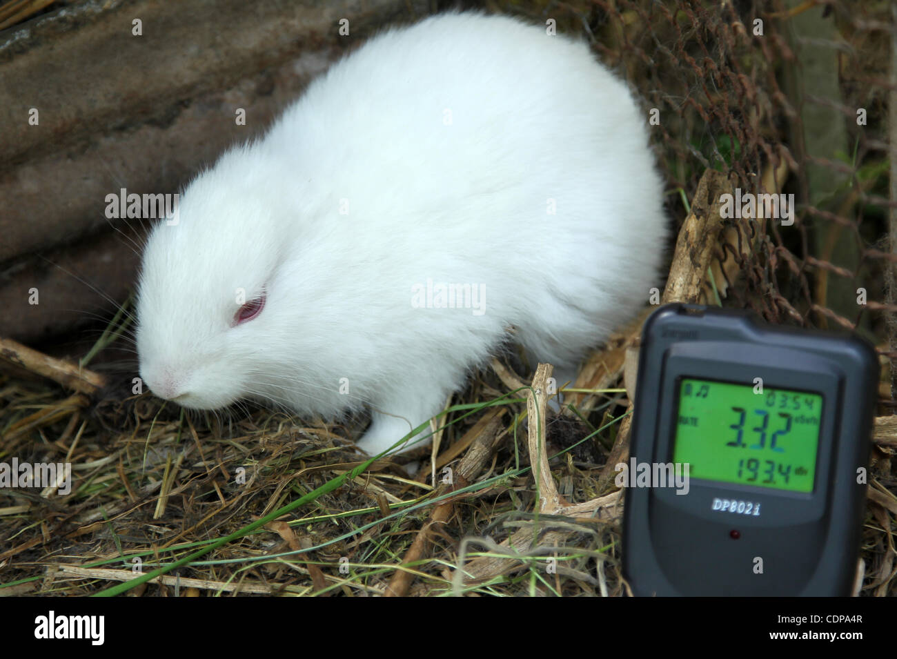 4. Juni 2011 gilt - Fukushima, Japan - A Neugeborenen Kaninchen ohne Ohren  in Namie City liegt etwas außerhalb der 30 km-Sperrzone von Fukushima  Daiichi Atomkraftwerk in Fukushimapräfektur, Japan. Der Besitzer des