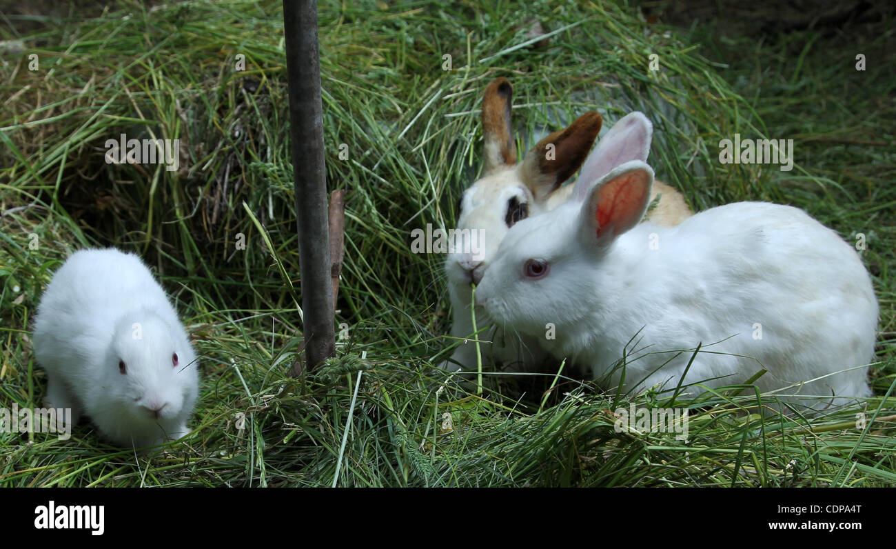 4. Juni 2011 gilt - Fukushima, Japan - A Neugeborenen Kaninchen ohne Ohren  in Namie City liegt etwas außerhalb der 30 km-Sperrzone von Fukushima  Daiichi Atomkraftwerk in Fukushimapräfektur, Japan. Der Besitzer des