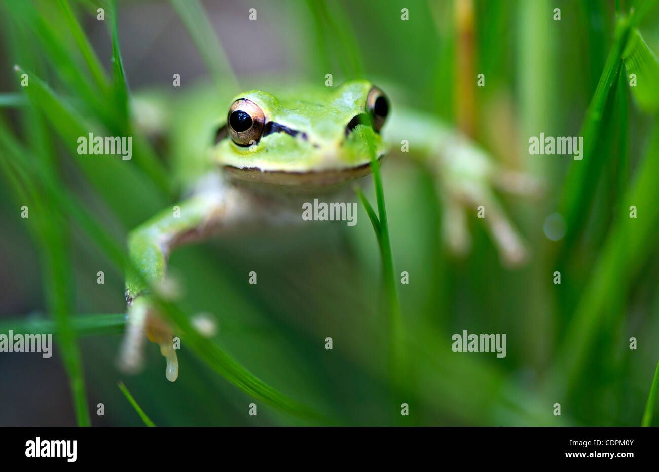 28. Mai 2011 - klettert Oakland, Oregon, USA - A Pacific Laubfrosch durch hohe Gräser wachsen in der Nähe von einem Teich auf einem Bauernhof in der Nähe von Oakland. Auch bekannt als Pacific Chor-Frosch, kleine Laubfrösche sind der häufigste Frosch gefunden an der Westküste von Nordamerika. (Bild Kredit: Robin Loznak/ZUMAPRESS.com ©) Stockfoto