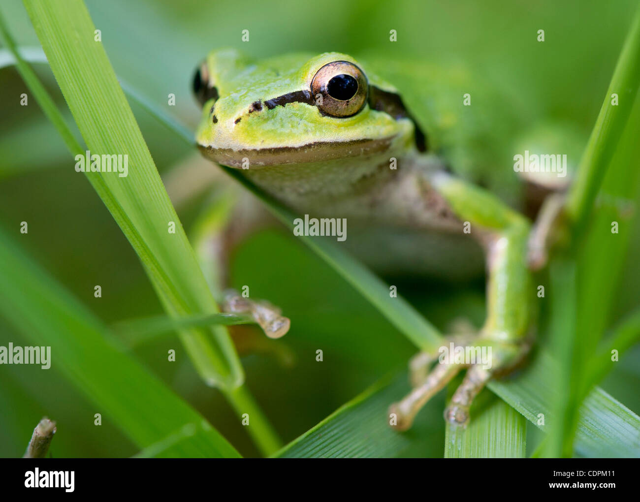 28. Mai 2011 - klettert Oakland, Oregon, USA - A Pacific Laubfrosch durch hohe Gräser wachsen in der Nähe von einem Teich auf einem Bauernhof in der Nähe von Oakland. Auch bekannt als Pacific Chor-Frosch, kleine Laubfrösche sind der häufigste Frosch gefunden an der Westküste von Nordamerika. (Bild Kredit: Robin Loznak/ZUMAPRESS.com ©) Stockfoto