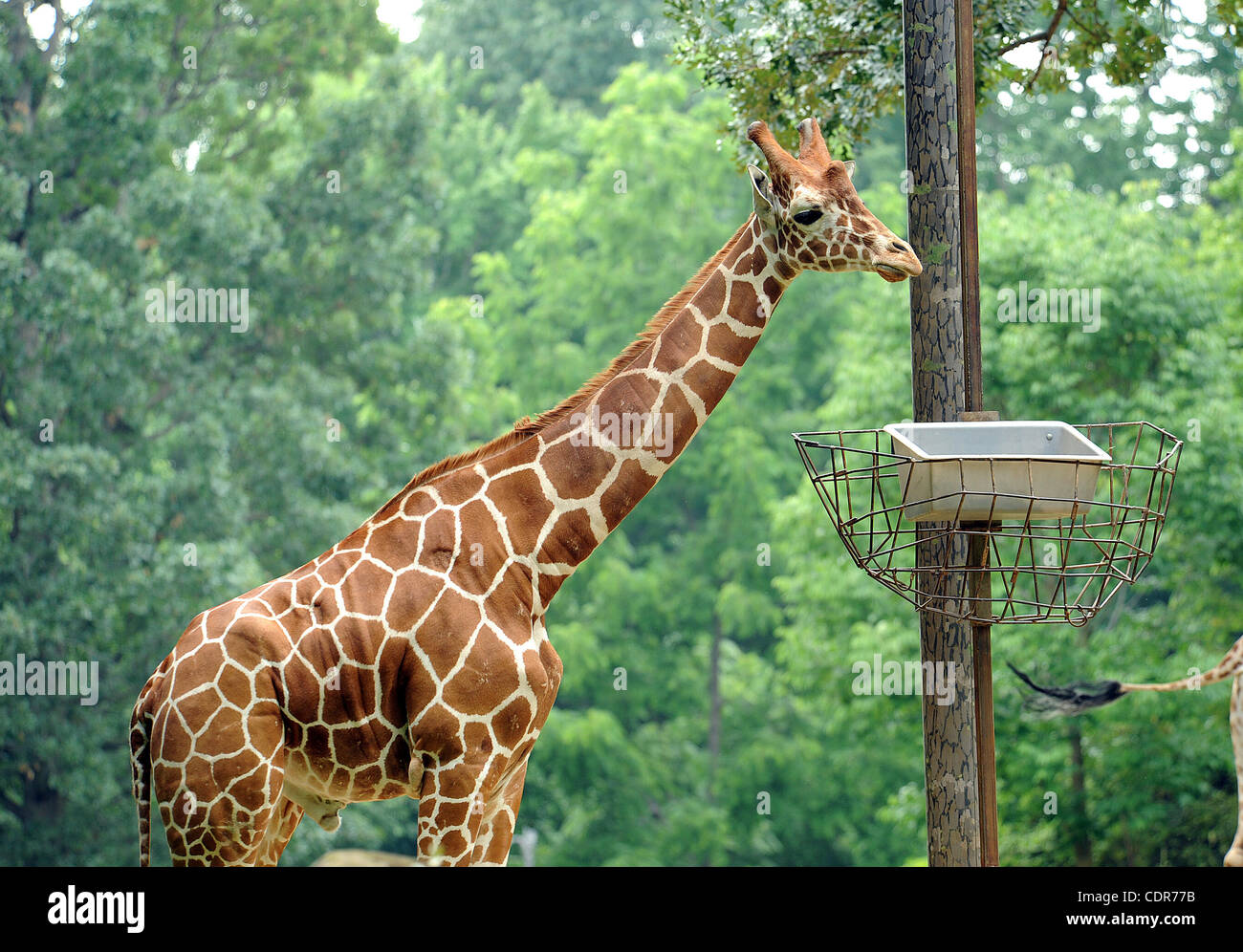 29. Mai 2011 - Asheboro, North Carolina; USA - eine GIRAFFE auf dem Display an der North Carolina Zoo in Asheboro gelegen.  Copyright 2011 Jason Moore. (Kredit-Bild: © Jason Moore/ZUMAPRESS.com) Stockfoto