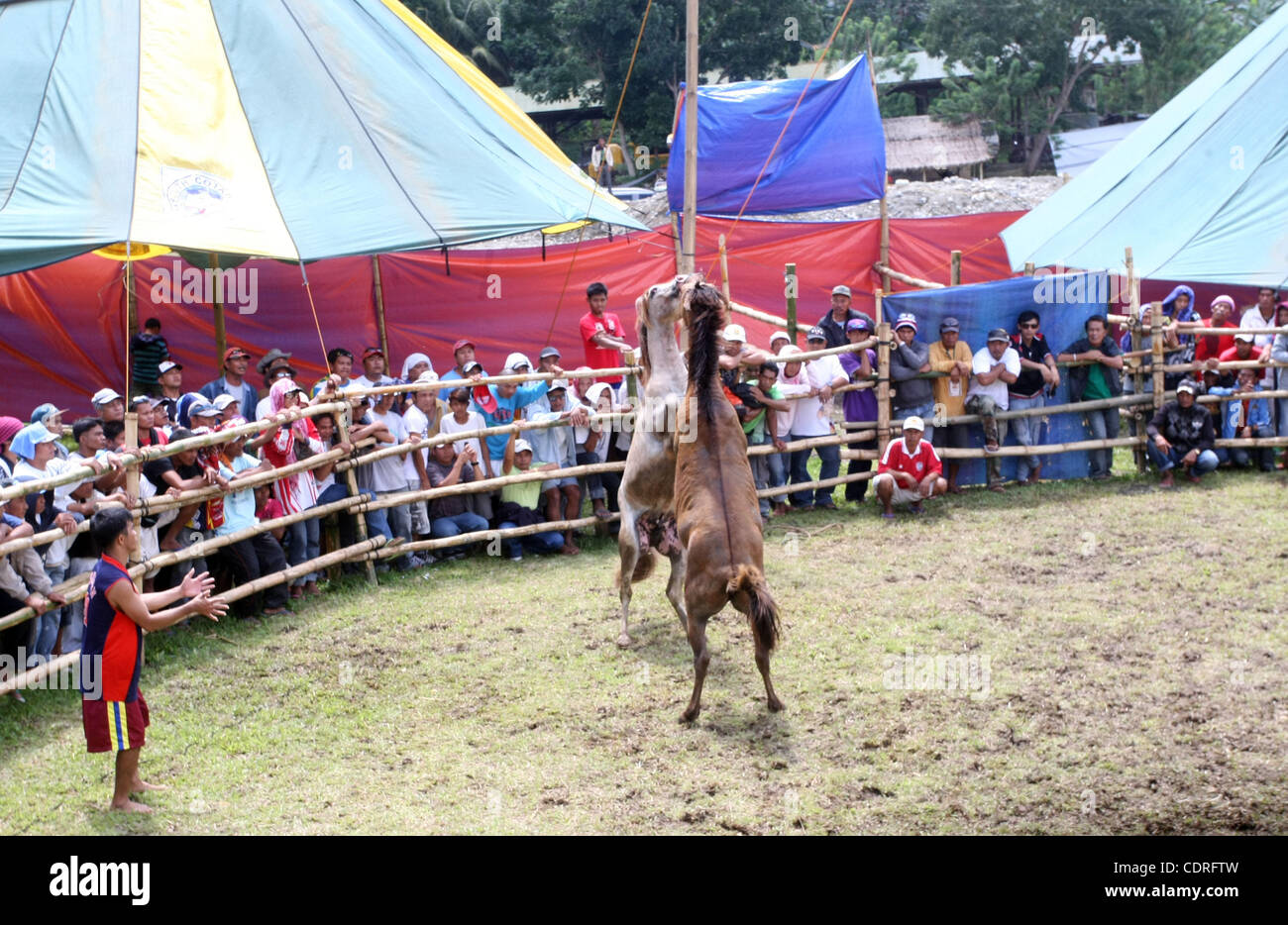 14. Juli 2011 - Lake Sebu, Philippinen - Einheimischen beobachten grausamen und barbarischen Pferd kämpfen in Lake Sebu, einer kleinen Stadt im Süden der Philippinen. Die Veranstaltung war Teil des Tnalak-Festivals der Provinz South Cotabato. Hengste waren gezwungen, bis zum Tod kämpfen. Die Wildheit war aber Stil vor 13 Jahren verboten. Stockfoto