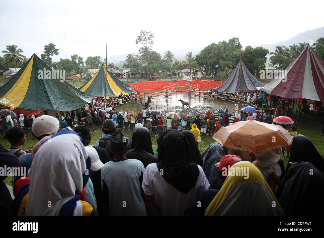 14. Juli 2011 - Lake Sebu, Philippinen - Einheimischen beobachten grausamen und barbarischen Pferd kämpfen in Lake Sebu, einer kleinen Stadt im Süden der Philippinen. Die Veranstaltung war Teil des Tnalak-Festivals der Provinz South Cotabato. Hengste waren gezwungen, bis zum Tod kämpfen. Die Wildheit war aber Stil vor 13 Jahren verboten. Stockfoto