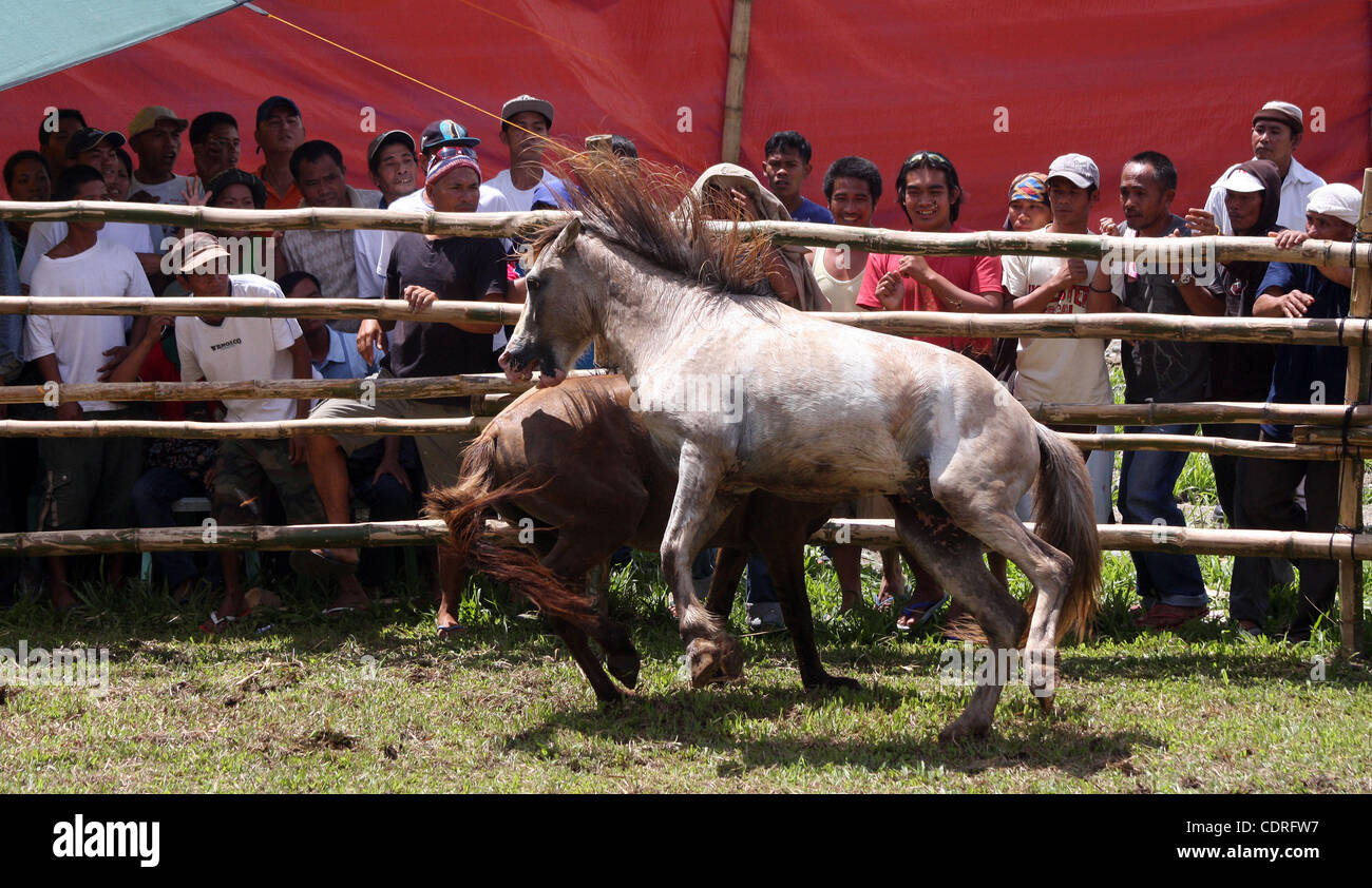 14. Juli 2011 - Lake Sebu, Philippinen - Einheimischen beobachten grausamen und barbarischen Pferd kämpfen in Lake Sebu, einer kleinen Stadt im Süden der Philippinen. Die Veranstaltung war Teil des Tnalak-Festivals der Provinz South Cotabato. Hengste waren gezwungen, bis zum Tod kämpfen. Die Wildheit war aber Stil vor 13 Jahren verboten. Stockfoto