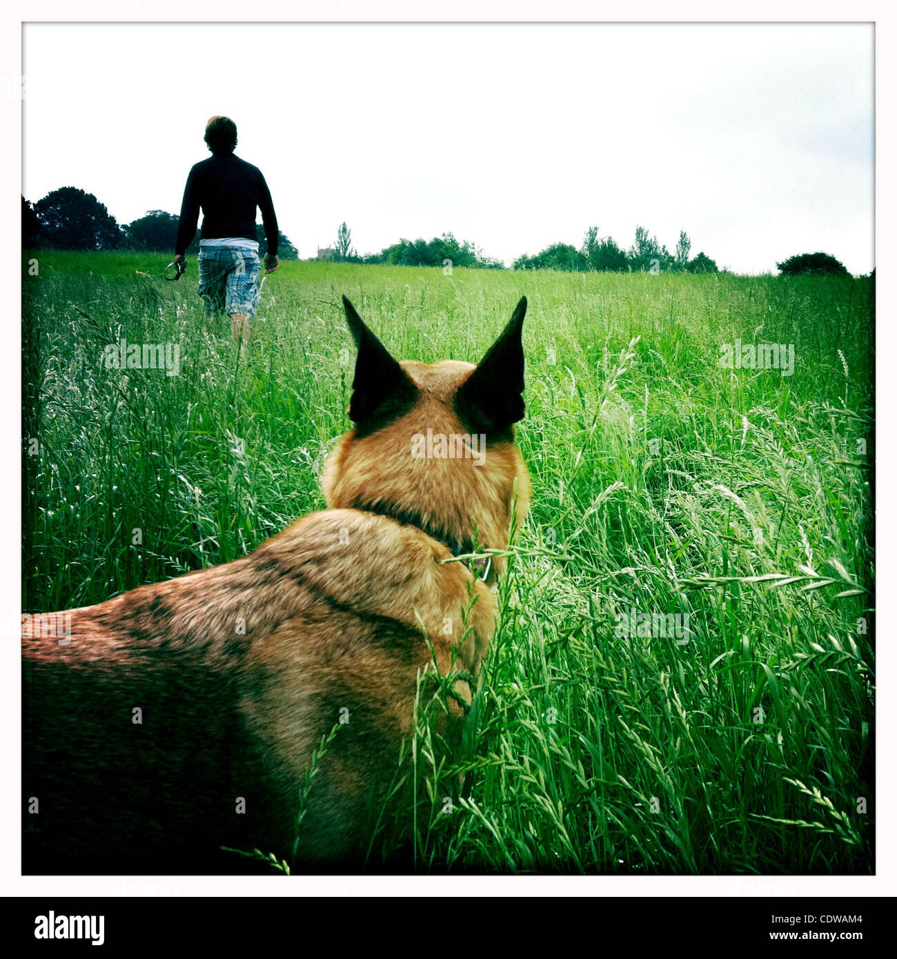 10. Juli 2011 - kleine Horkesley, Vereinigtes Königreich - Mann und ein Hund in einen Grasgrün Field, wenig Horkesley, UK. (Kredit-Bild: © Veronika Lukasova/ZUMAPRESS.com) Stockfoto