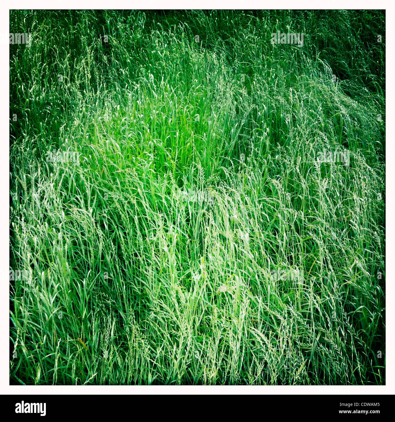 10. Juli 2011 - kleine Horkesley, Vereinigtes Königreich - Bereich der grüne Rasen, wenig Horkesley, UK. (Kredit-Bild: © Veronika Lukasova/ZUMAPRESS.com) Stockfoto