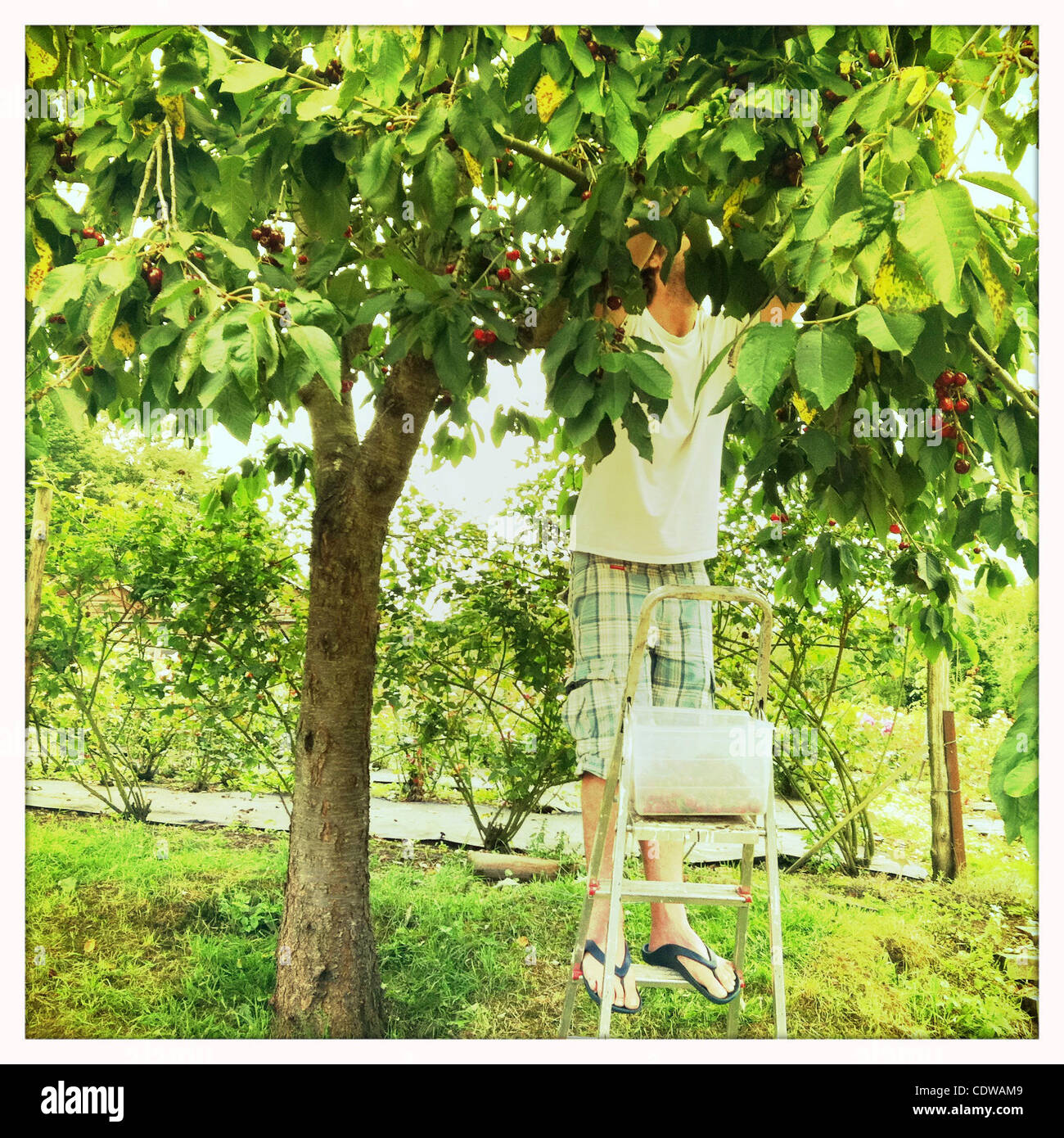 10. Juli 2011 - kleine Horkesley, Vereinigtes Königreich - Mann pflücken Kirschen aus einem Kirschbaum, wenig Horkesley, UK. (Kredit-Bild: © Veronika Lukasova/ZUMAPRESS.com) Stockfoto