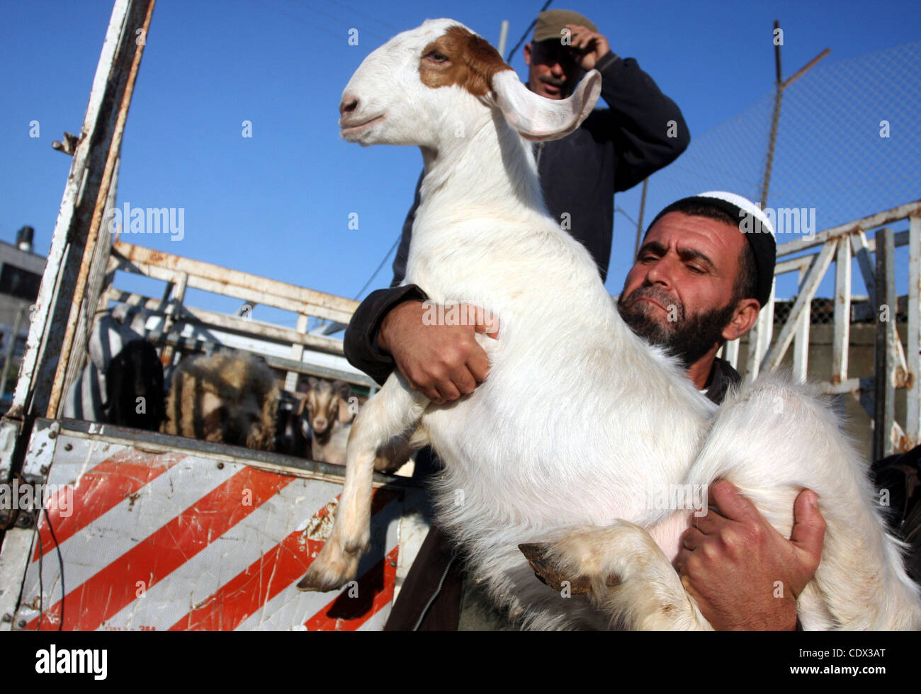 6. November 2011 - Ramallah, Westjordanland - palästinensische Männer kaufen Schafe auf einem Viehmarkt in Vorbereitung auf die kommende Eid al-Adha Urlaub, geprägt durch das Opfer töten von Schafen, Ziegen, Kühe und Kamele. (Kredit-Bild: © Issam Rimawi/APA-Images/ZUMAPRESS.com) Stockfoto