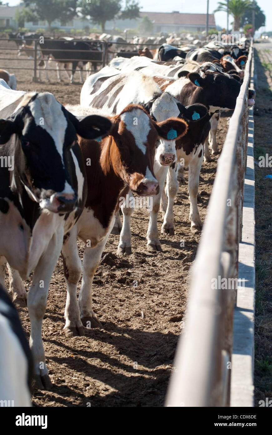 28. Juli 2011 - Modesto, CA, USA - Milchkühe in einer Molkerei in West Modesto, CA.  Marty Bicek/ZumaPress.com (Kredit-Bild: © Marty Bicek/ZUMAPRESS.com) Stockfoto