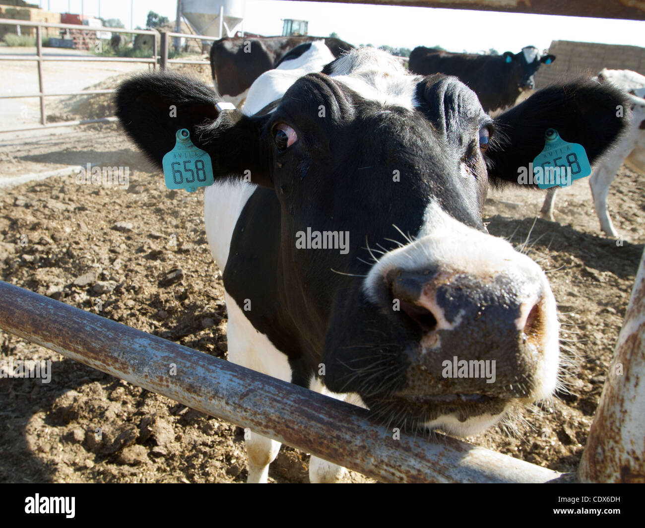 28. Juli 2011 - Modesto, CA, USA - Milchkühe in einer Molkerei in West Modesto, CA.  Marty Bicek/ZumaPress.com (Kredit-Bild: © Marty Bicek/ZUMAPRESS.com) Stockfoto