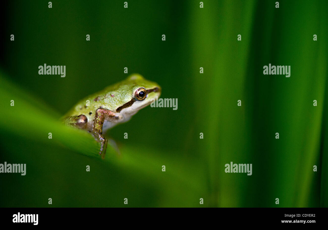 6. August 2011 - Oakland, Oregon, USA - klettert eine sehr kleine pazifische Laubfrosch auf Sumpfgras in einem Teich auf einem Bauernhof in der Nähe von Oakland. Auch bekannt als der Pazifische Chor-Frosch, sie an der Westküste Nordamerikas von der Baja California, britische Columba finden. (Kredit-Bild: © Robin Loznak/ZUMAPRESS.co Stockfoto