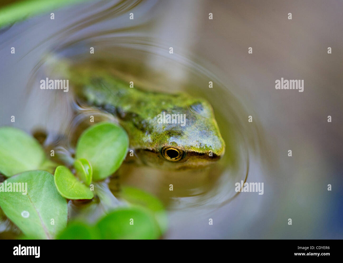 6. August 2011 - Oakland, Oregon, USA - schwebt eine sehr kleine pazifische Laubfrosch in einem Teich auf einem Bauernhof in der Nähe von Oakland. Auch bekannt als der Pazifische Chor-Frosch, sie an der Westküste Nordamerikas von der Baja California, britische Columba finden. (Bild Kredit: Robin Loznak/ZUMAPRESS.com ©) Stockfoto