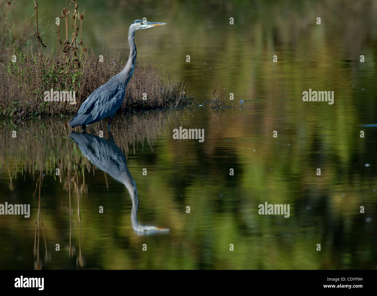 21. September 2011 - Roseburg, Oregon, USA - jagt ein Great Blue Heron für Fische in einem Teich in der Nähe von Roseburg. Das Great Blue Heron ist über fast ganz Nordamerika und in Südamerika gefunden. (Bild Kredit: Robin Loznak/ZUMAPRESS.com ©) Stockfoto