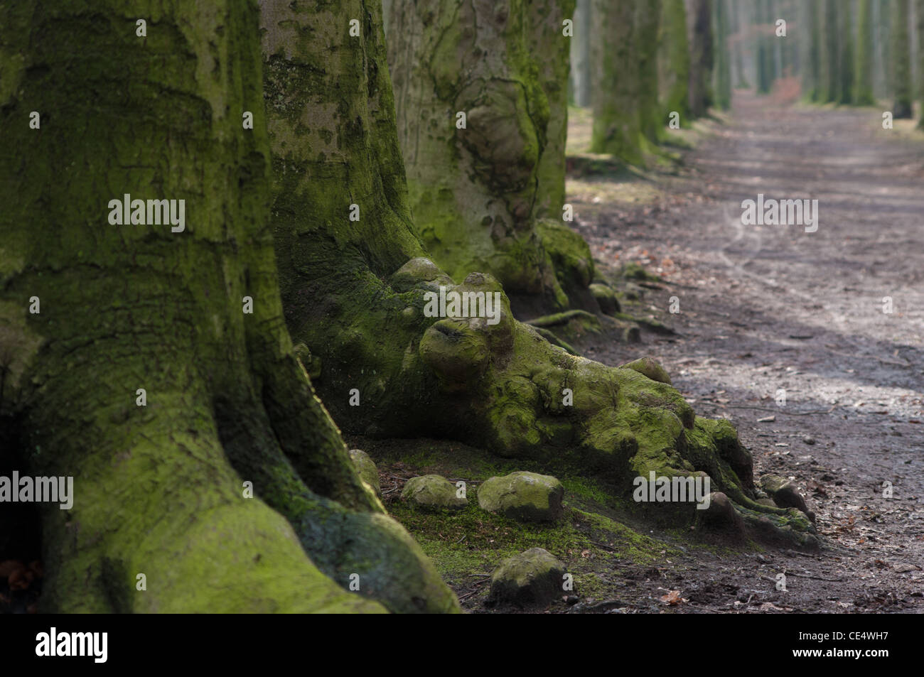 große oberirdischen Wurzeln von einer Buche Stockfoto