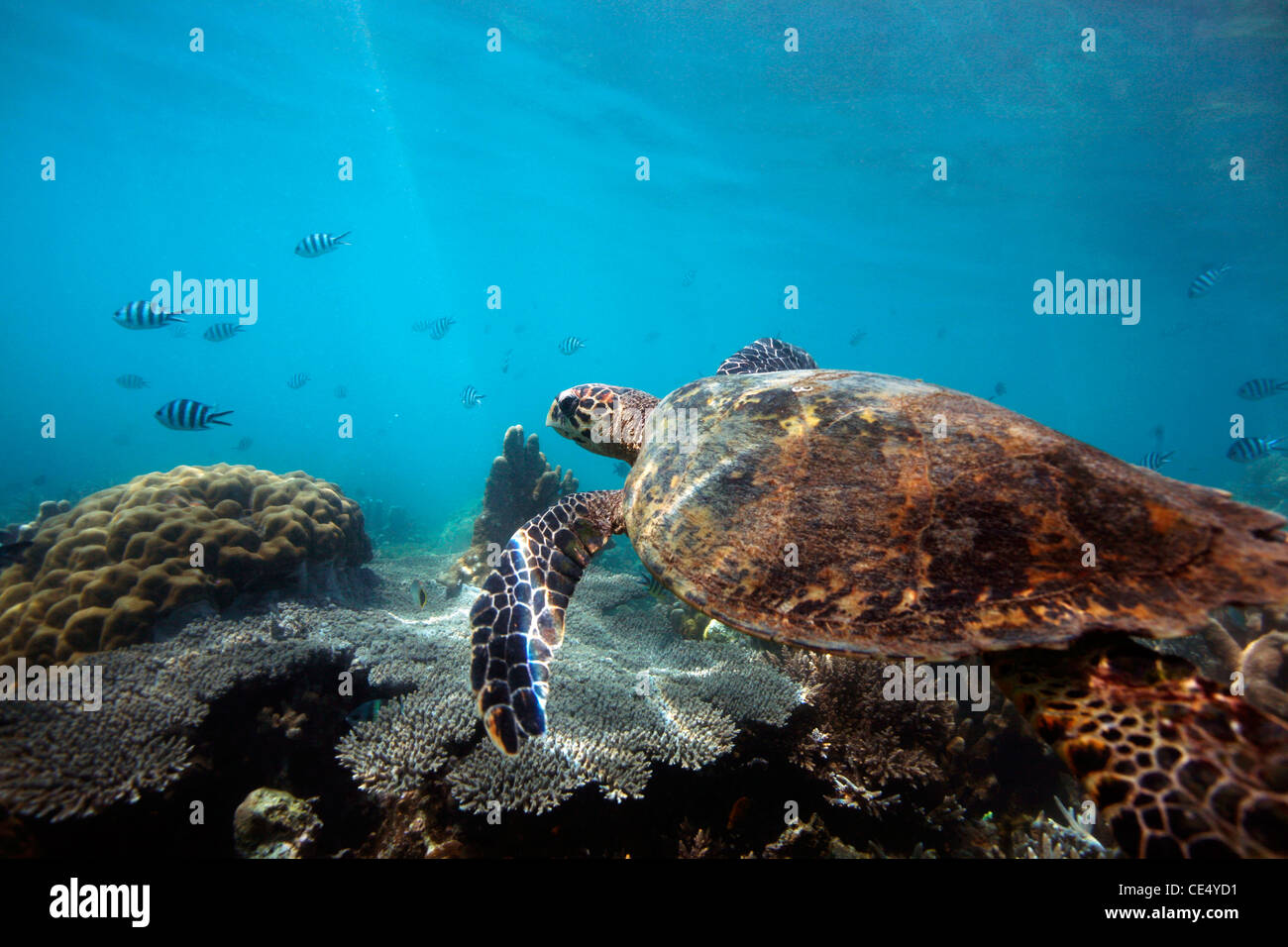 Unterwasser-Blick auf eine grüne Meeresschildkröte (Chelonia Mydas) über das Korallenriff in Nosy Komba Gewässern schwimmen. Madagaskar, Afrika. Stockfoto