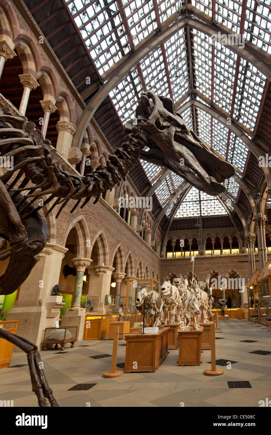 Dinosaurier-Skelette am University Museum of Natural History, Oxford, England Stockfoto