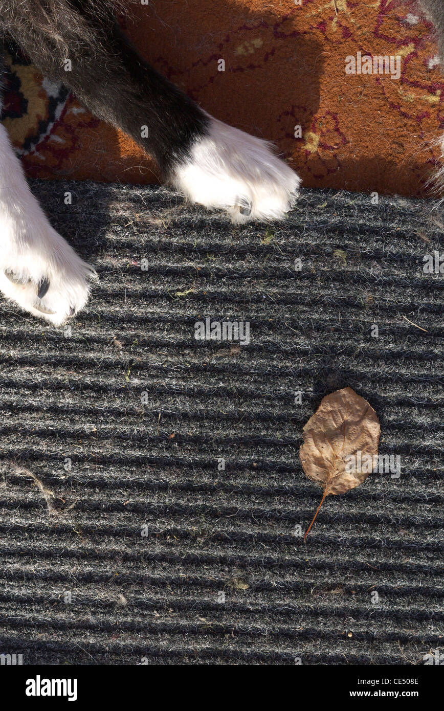 Die Füße von einem schlafenden Boarder Collie ruht auf der Matte mit einem Blatt, das hat auch zur Ruhe kommen... Stockfoto