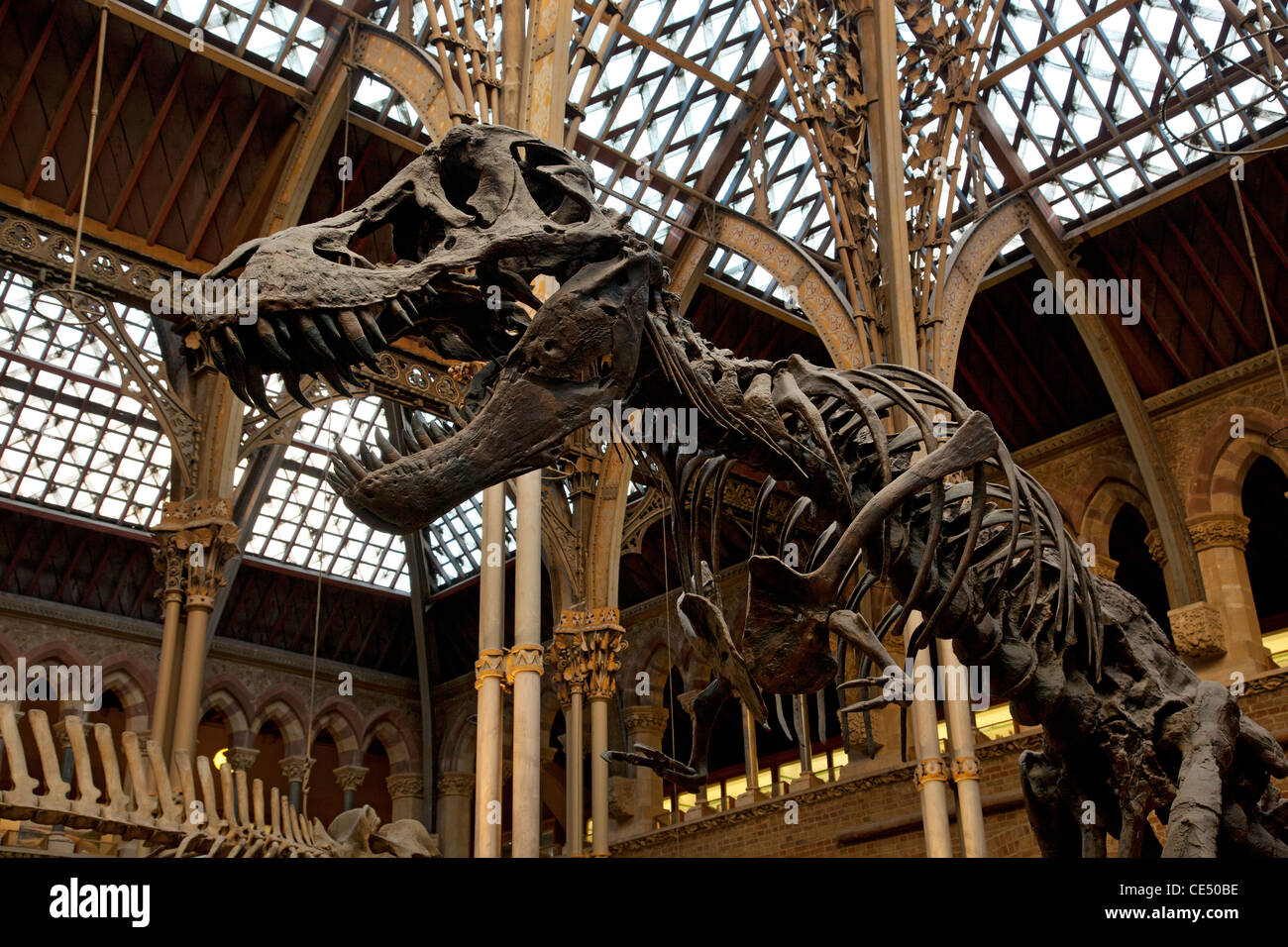 Dinosaurier-Skelette am University Museum of Natural History, Oxford, England Stockfoto
