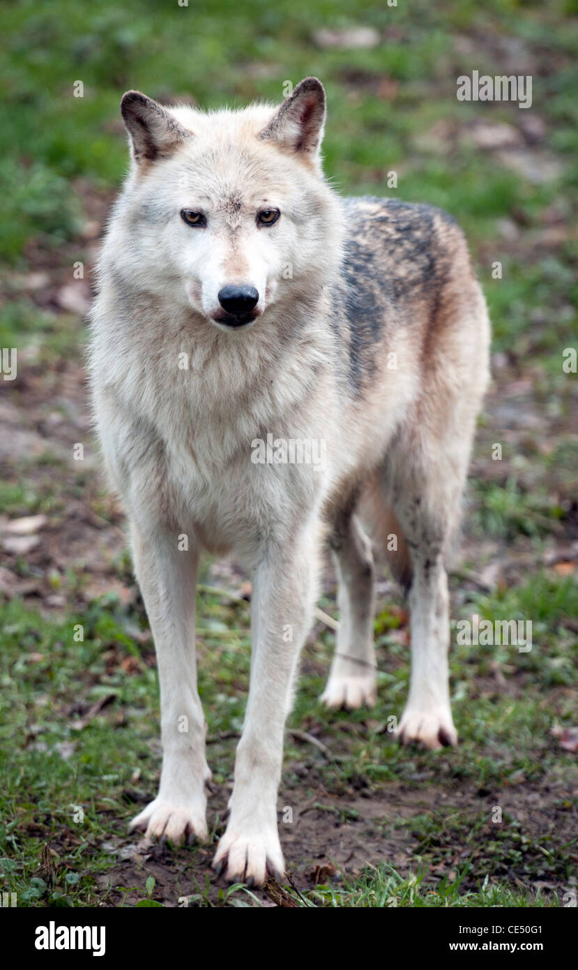 Canadian timber wolf standing -Fotos und -Bildmaterial in hoher 