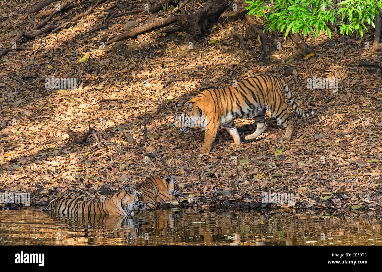 Bengaler Tiger (Panthera tigris tigris) drei Bengale Tiger an einem See. Ranthambore National Park, Rajasthan, Indien. Stockfoto