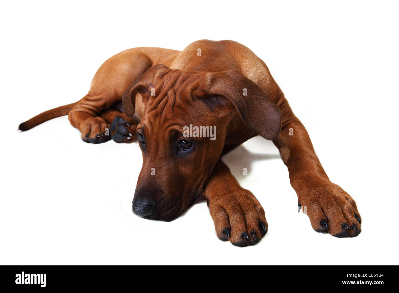 Rhodesian Ridgeback Welpe liegend Stockfoto