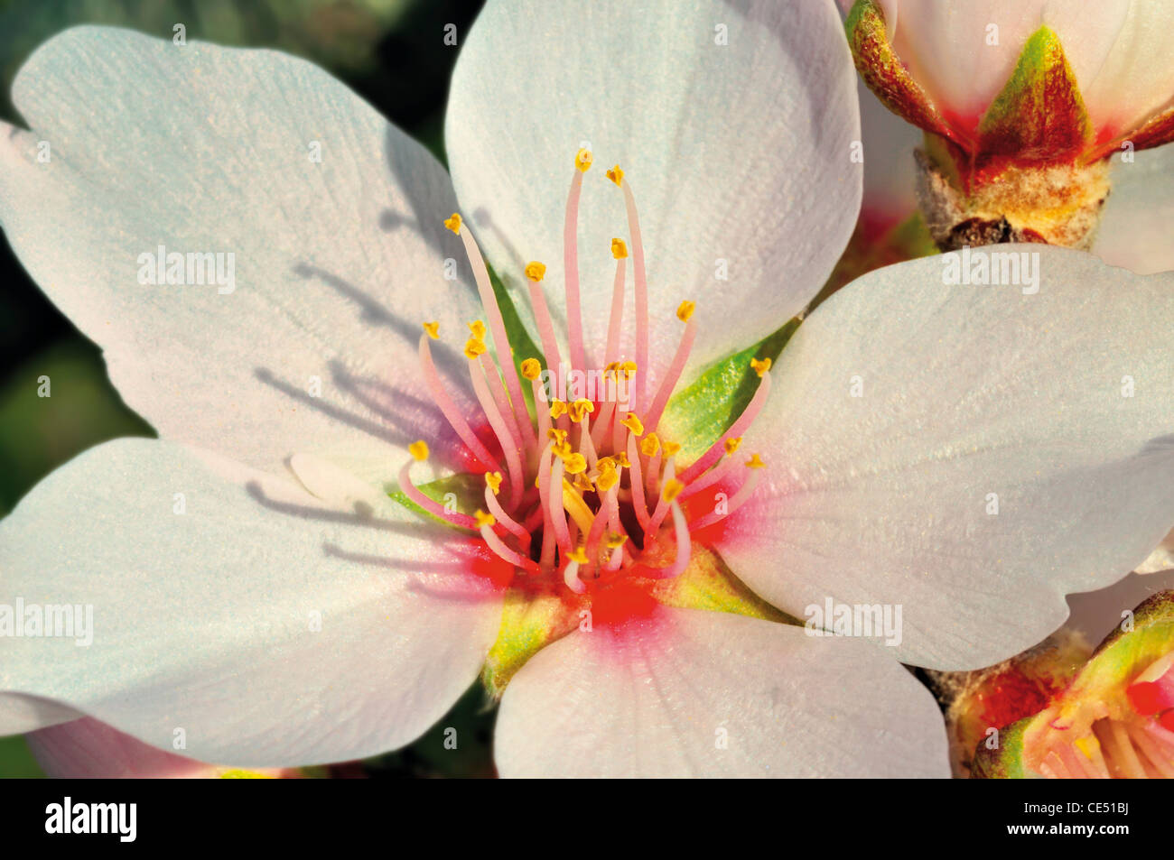 Portugal, Algarve: Mandelblüte von einem süßen Mandelbaum (Prunus Amygdalus) Stockfoto