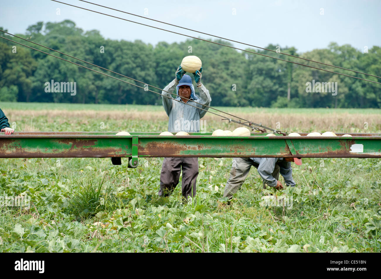 Wanderarbeitnehmer Sortierung Melone auf Sortierung Gürtel im Bereich eines Bauernhofes Stockfoto