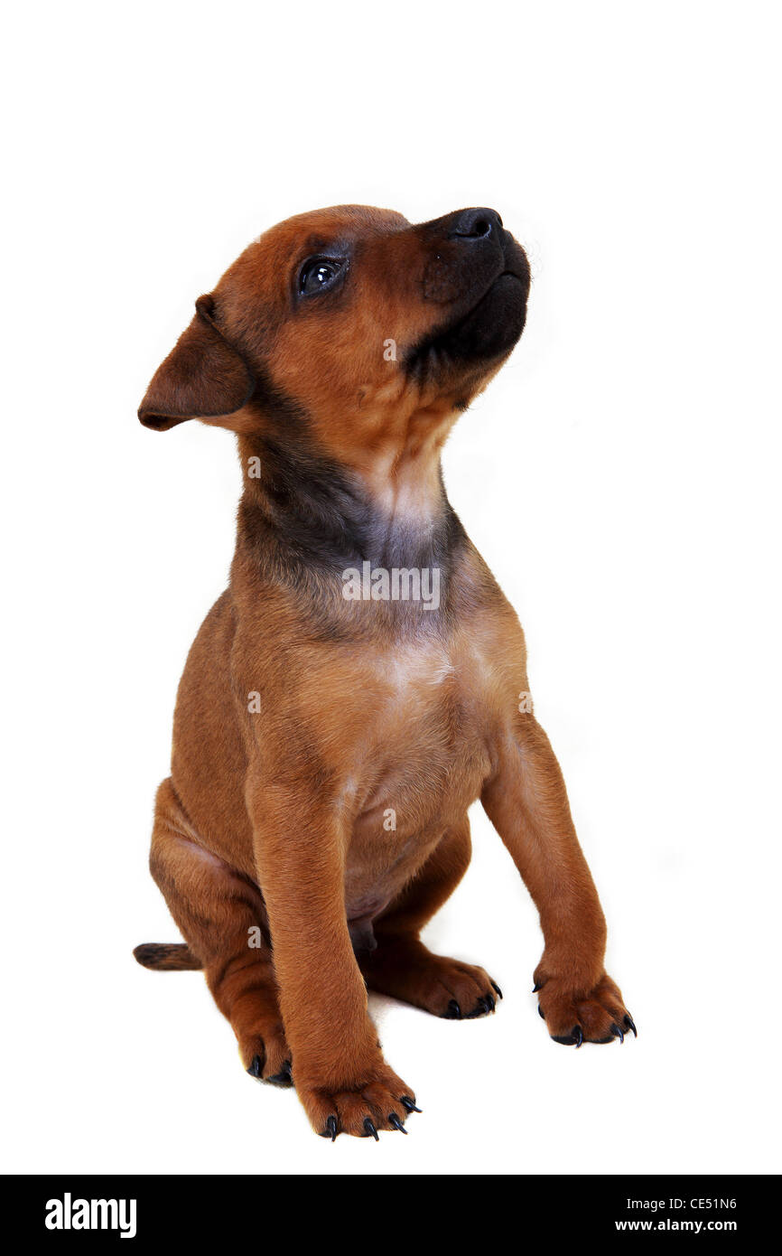 Patterdale Terrier Welpe Stockfoto