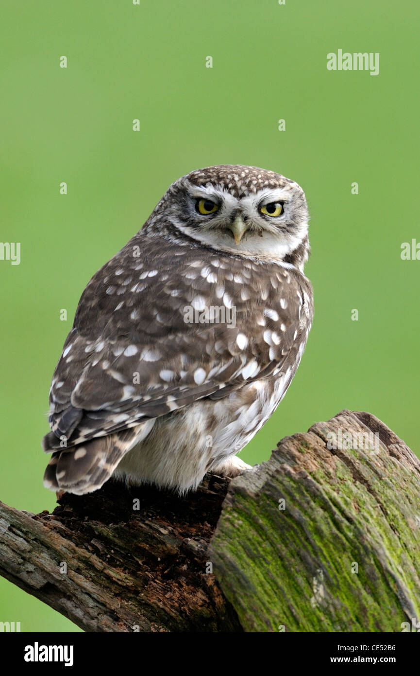 Steinkauz (Athene Noctua) Stockfoto