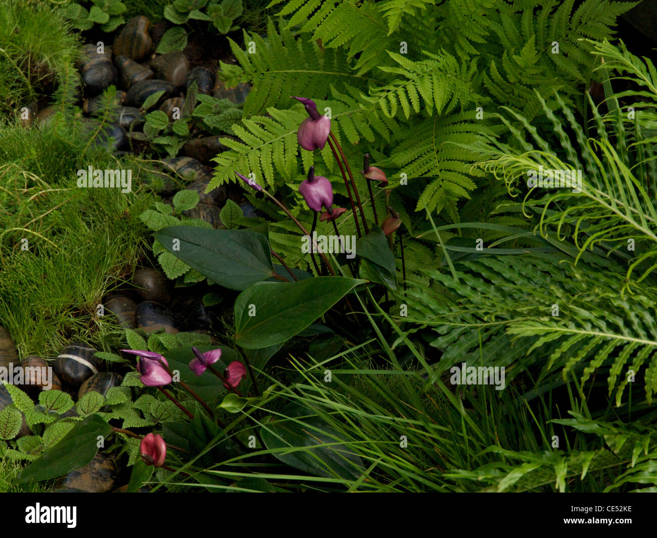 Anthurium andraeanum im Tourismus Malaysia Garten, Chelsea Flower Show 2011 Stockfoto