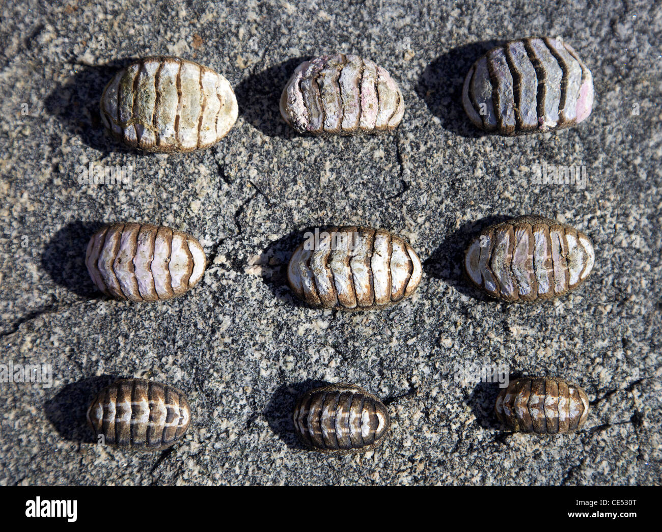 Shell-Gruppe Stockfoto