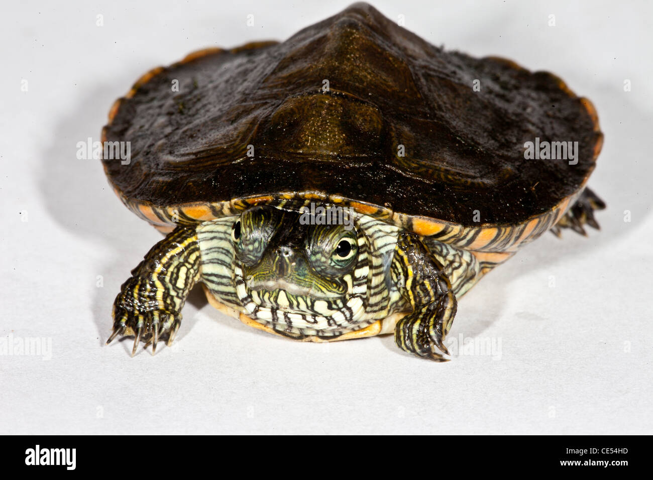 Baby Schildkröte gemalt Stockfoto