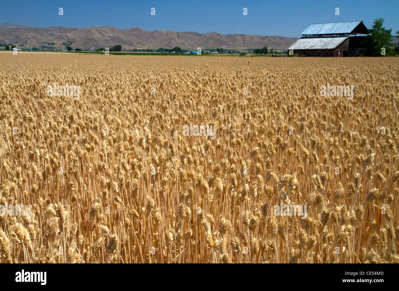 Weizenfeld in der Nähe von Emmett, Idaho, USA. Stockfoto