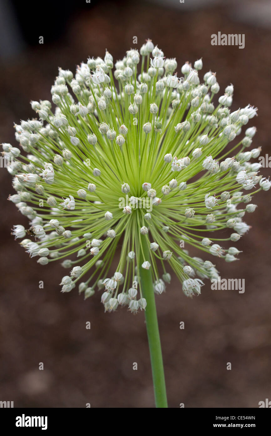 Die bauchige Blume einer Knoblauch-Anlage. Stockfoto