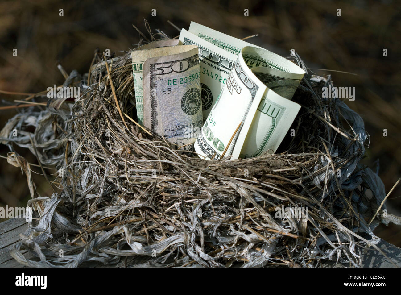 Ein Vogelnest voller amerikanisches Geld. Stockfoto