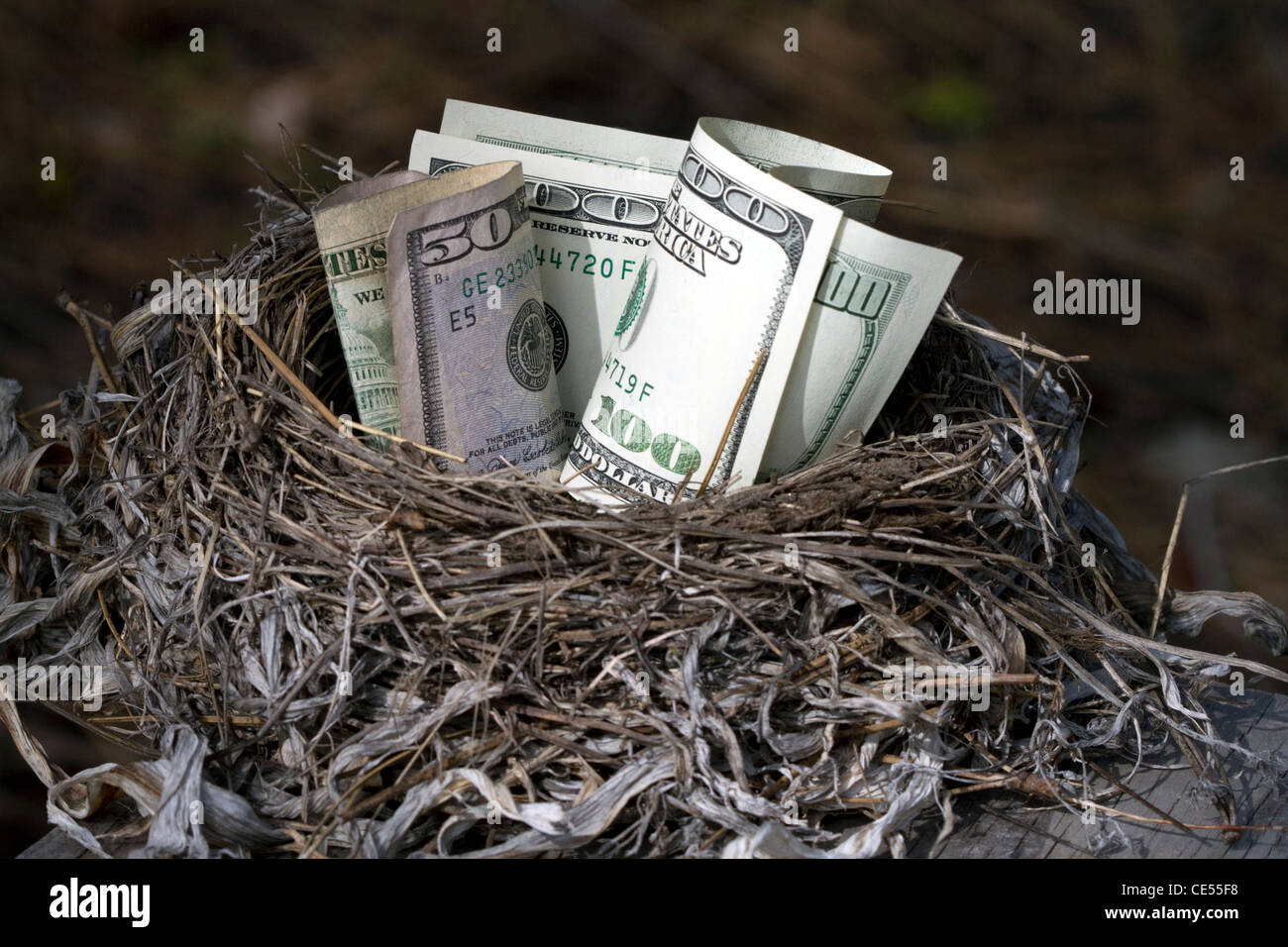 Ein Vogelnest voller amerikanisches Geld. Stockfoto