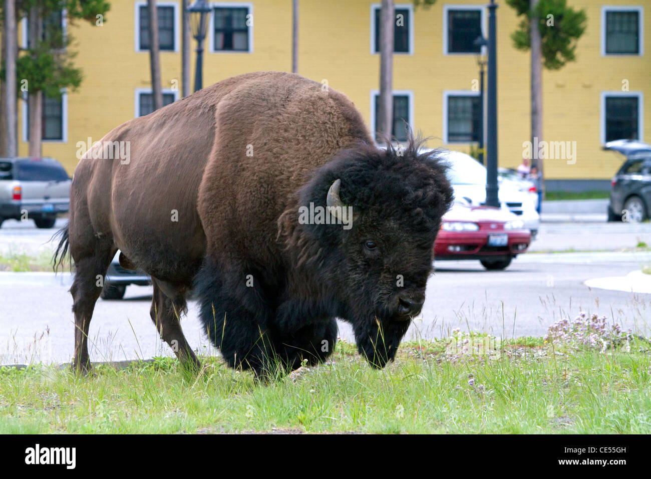 Amerikanische Bisons roaming am Lake Village im Yellowstone-Nationalpark, Wyoming, USA. Stockfoto