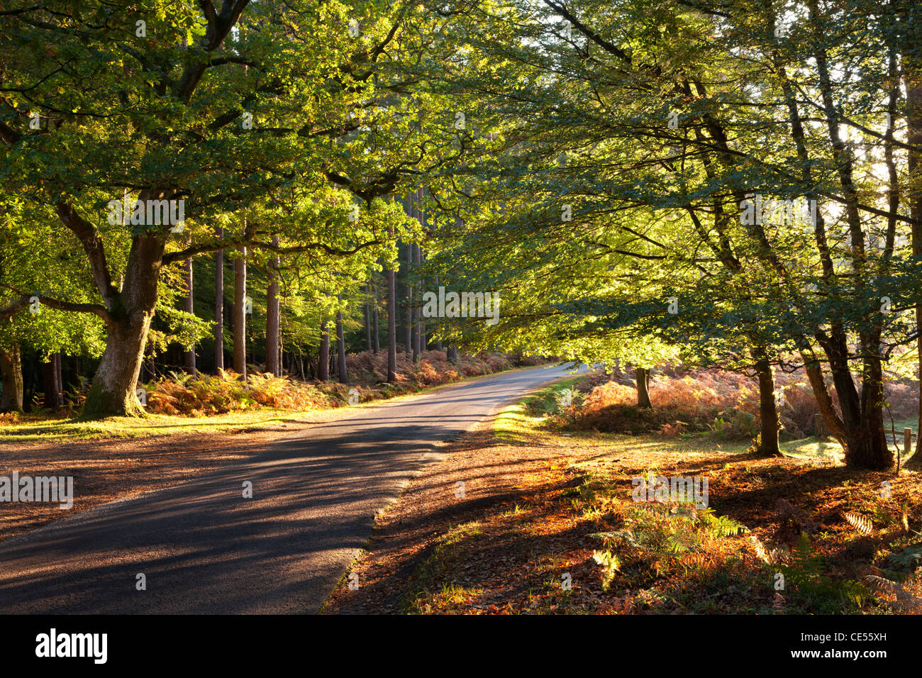 Waldweg durch herbstliche Bäume, New Forest, Hampshire, England. Herbst (Oktober) 2011. Stockfoto