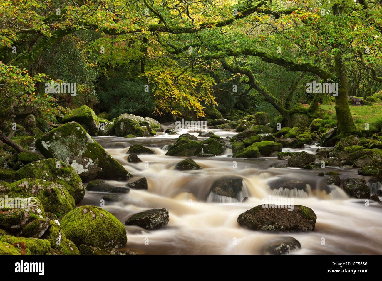 Fluß Plym stürzt hinter Moos bedeckt Felsbrocken auf seinem Weg durch Dewerstone Wood, Dartmoor, Devon, England. Stockfoto