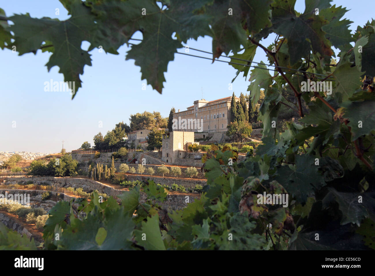 Weinberg des Weinguts Cremisan betrieben und verwaltet von der Salesianer Don Boscos Kongregation. Beit Jala bei Bethlehem, Palästina Stockfoto