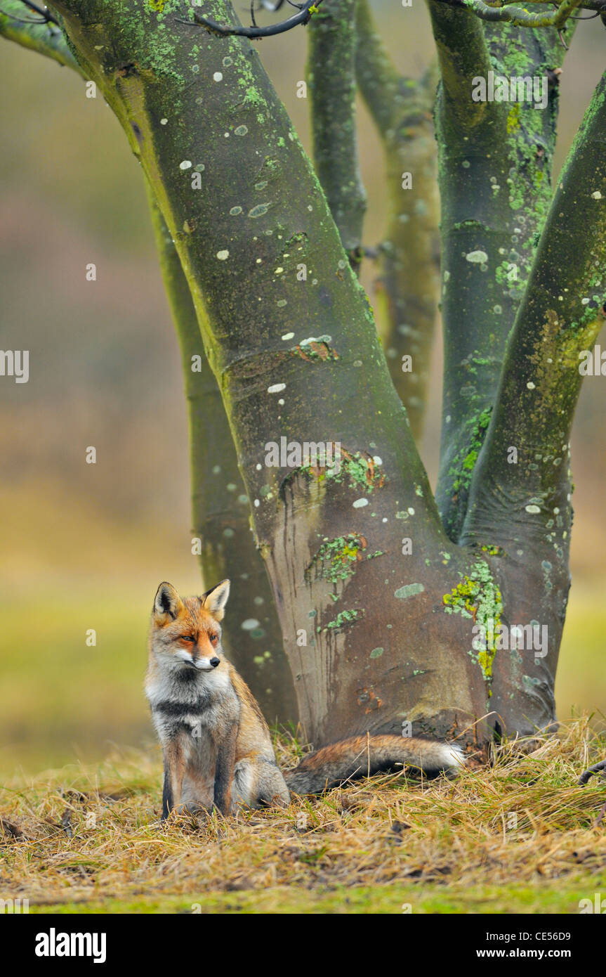 Rotfuchs (Vulpes Vulpes) sitzt am Fuße des Baumes Stockfoto