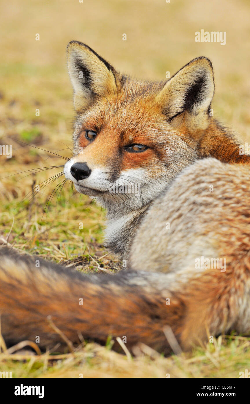 Nahaufnahme der Rotfuchs (Vulpes Vulpes) ruhen Stockfoto