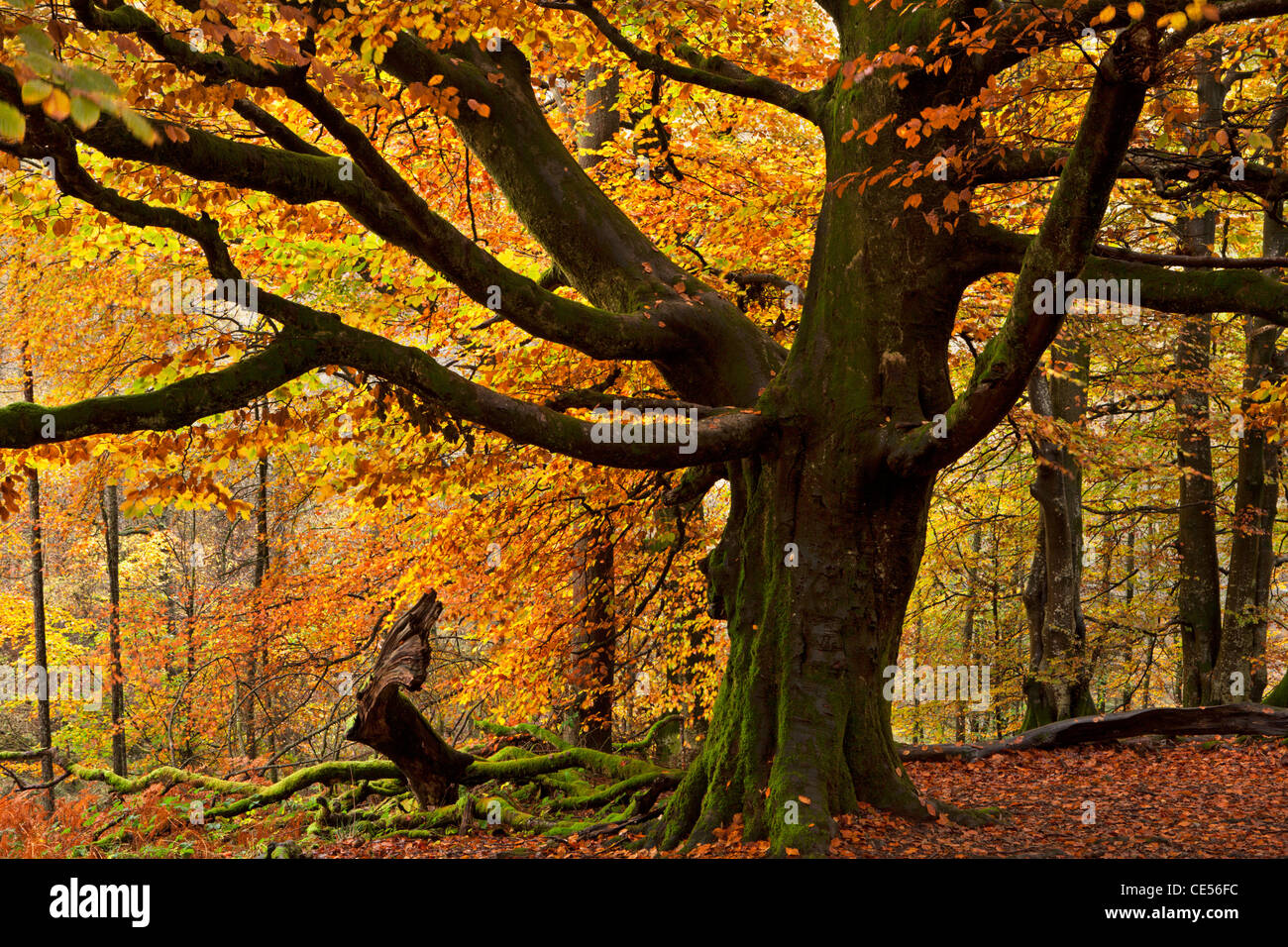 Buche mit wunderschönen goldenen Herbstfarben, Lake District, Cumbria, England. Herbst (Oktober) 2011. Stockfoto